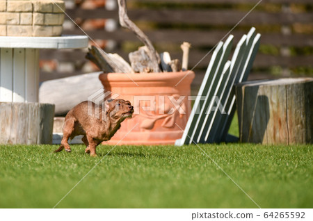 Dachshund playing with dog run 64265592