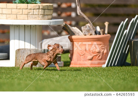 Dachshund playing with dog run Dachshund playing with dog run 64265593