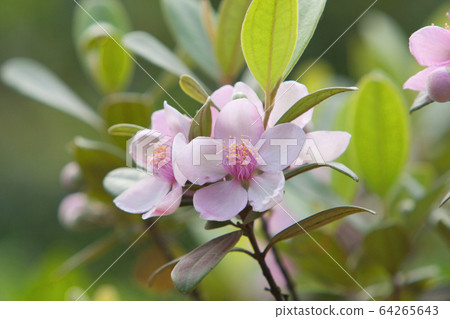 12 May 2008 the nature background of flower at 64265643