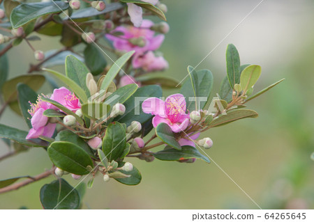 12 May 2008 the nature background of flower at 64265645