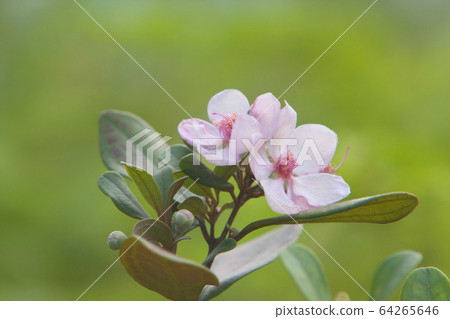 12 May 2008 the nature background of flower at 64265646
