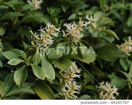 Spring finch Spring finch 64265767