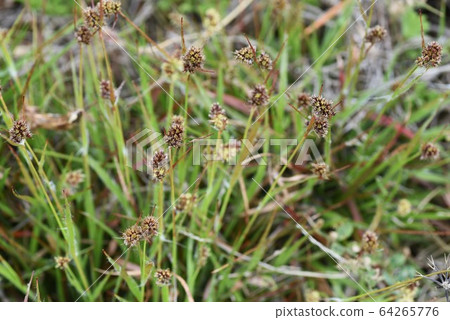 Poa rose Poa rose 64265776