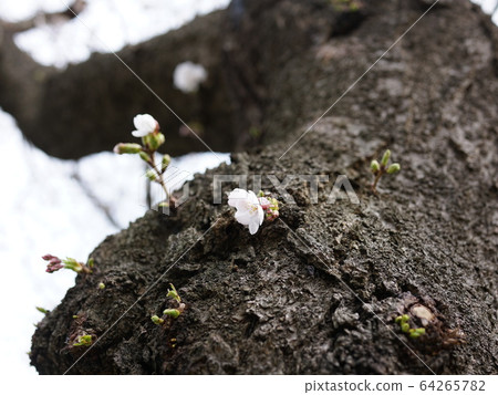 盛開的櫻花樹 64265782