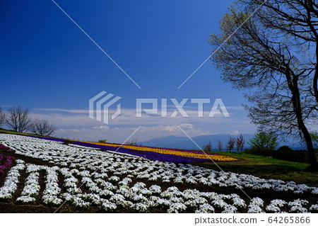 Flower garden Flower garden 64265866