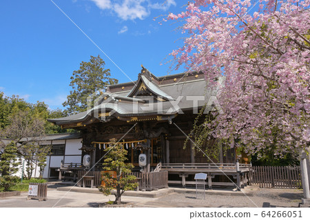 阿蘇三美十神社和垂枝櫻花 阿蘇三美十神社和垂枝櫻花 64266051