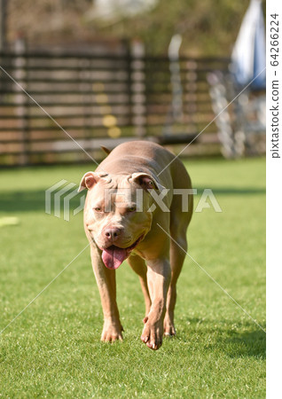 鬥牛犬奔跑 64266224