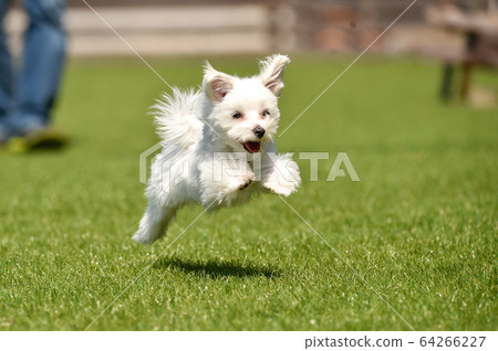 Martinez playing with dog run 64266227