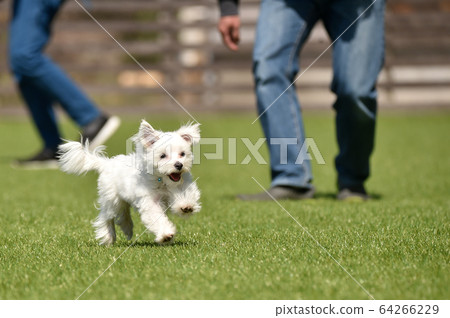 Martinez playing with dog run 64266229