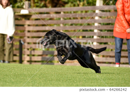 Labrador retriever playing in a dog run 64266242