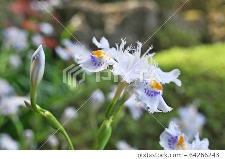 White chaga flower White chaga flower 64266243