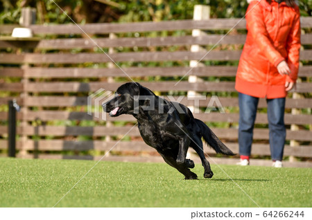 Labrador retriever playing in a dog run Labrador retriever playing in a dog run 64266244