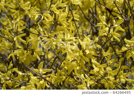 forsythia forsythia 64266495