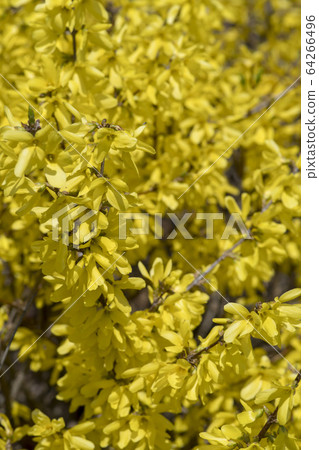 forsythia forsythia 64266496