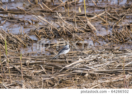 Chick bird Chick bird 64266502