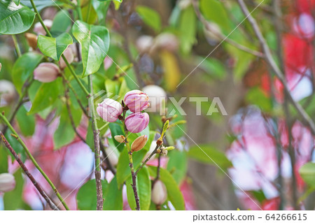 Fairy magnolia blush flower 64266615