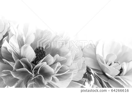 Ranunculus Ranunculus 64266616