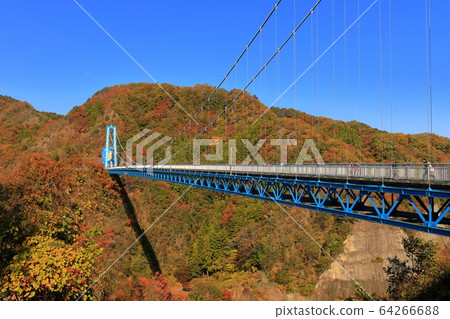 [茨城縣]晴朗天氣下的龍神大吊橋的秋葉 64266688