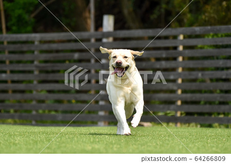 拉布拉多犬在狗奔跑中玩 64266809