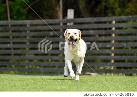 拉布拉多犬在狗奔跑中玩 64266810