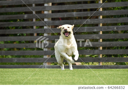 Labrador retriever playing in a dog run 64266832