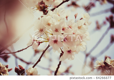櫻花 櫻花 64266877