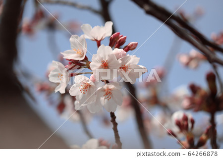 櫻花 櫻花 64266878
