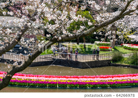 春季濱松花卉公園 64266978