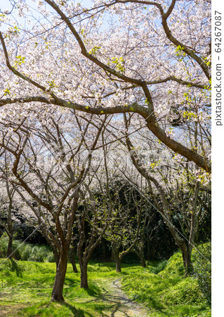 春季濱松花卉公園 64267087