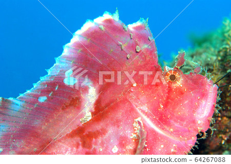 Hadaka Haokoze 64267088