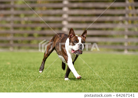Boston Terrier playing in a dog run 64267141