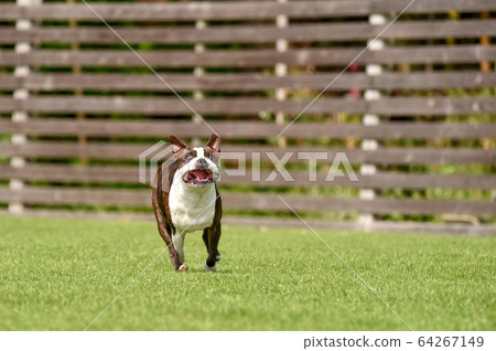 Boston Terrier playing in a dog run Boston Terrier playing in a dog run 64267149