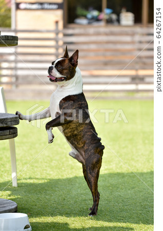 can boston terriers run