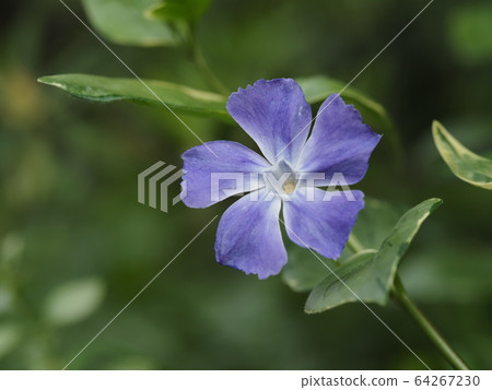 Blue violet rice daily grass 64267230