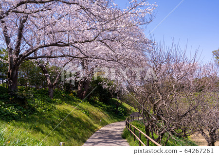春季濱松花卉公園 64267261