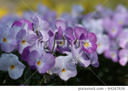 中提琴 中提琴 64267636