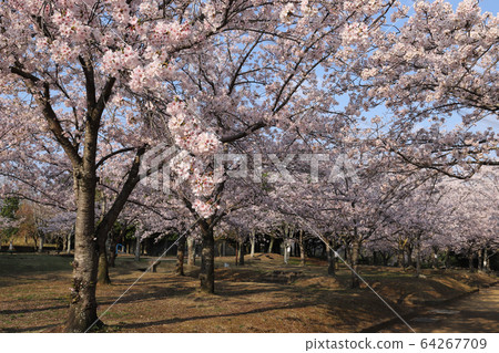 Sakura no Mori Park (Inami-cho, Kako-gun, Hyogo) Sakura no Mori Park (Inami-cho, Kako-gun, Hyogo) 64267709