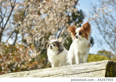 Chihuahua and Papillon watching the cherry blossoms Chihuahua and Papillon watching the cherry blossoms 64267993