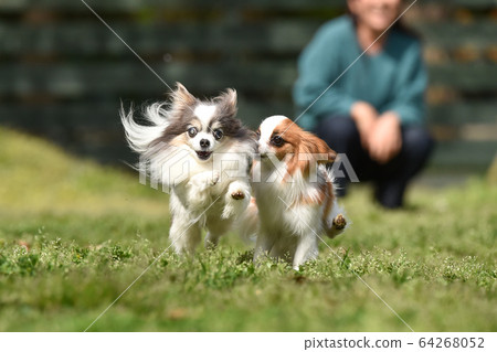 Chihuahua and Papillon playing in a dog run 64268052