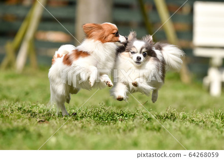 Chihuahua and Papillon playing in a dog run 64268059