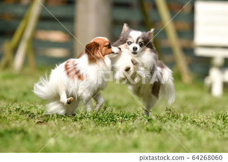 Chihuahua and Papillon playing in a dog run 64268060