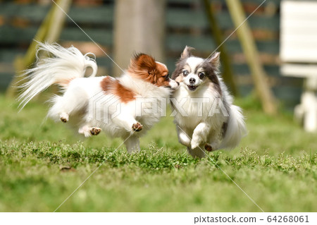 Chihuahua and Papillon playing in a dog run Chihuahua and Papillon playing in a dog run 64268061