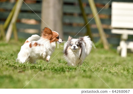 Chihuahua and Papillon playing in a dog run 64268067