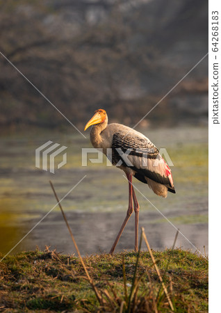 painted stork or mycteria leucocephala in early morning sunlight and in beautiful background at wetland of keoladeo national park or bharatpur bird sanctuary, rajasthan, india 64268183