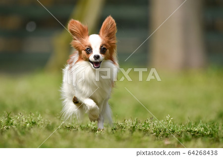 巴比龍玩狗跑 64268438