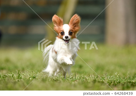 巴比龍玩狗跑 64268439