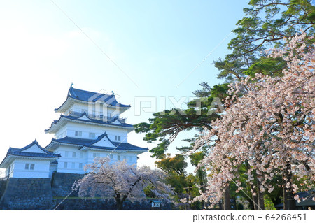 Odawara Castle Sakura Odawara Castle Ruins Park Odawara Castle Sakura Odawara Castle Ruins Park 64268451