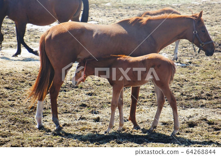 Spring horse 64268844