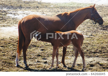 Spring horse 64268845