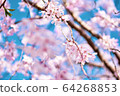 櫻花吉拉里 64268853